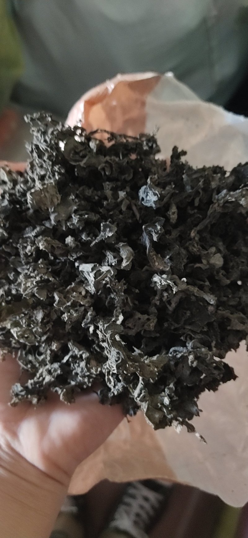 地皮菜