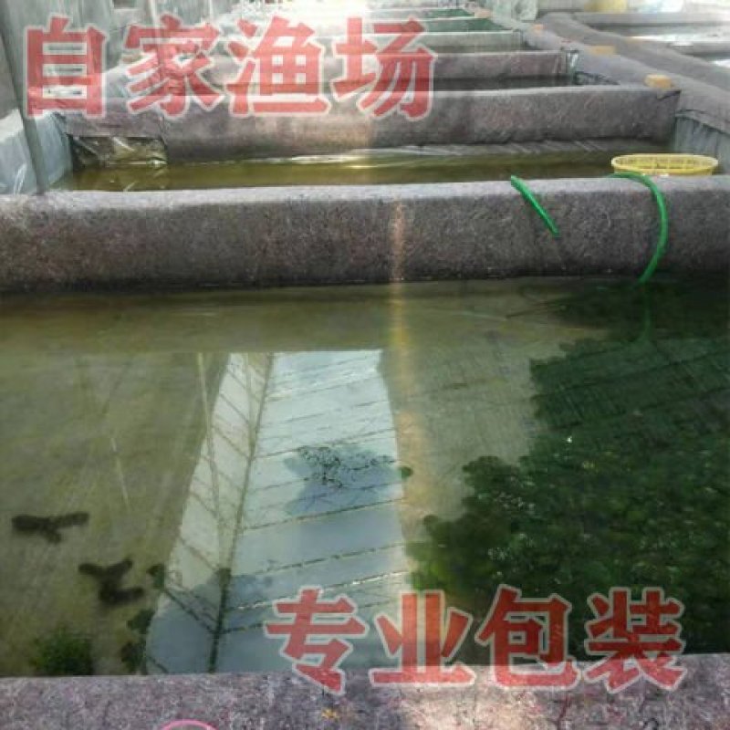 鱼缸清洁工鱼观赏鱼打扫卫生清道夫鱼苗垃圾鱼冷水热带淡水鱼