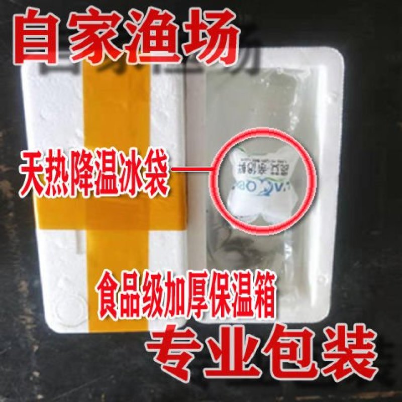 鱼缸清洁工鱼观赏鱼打扫卫生清道夫鱼苗垃圾鱼冷水热带淡水鱼
