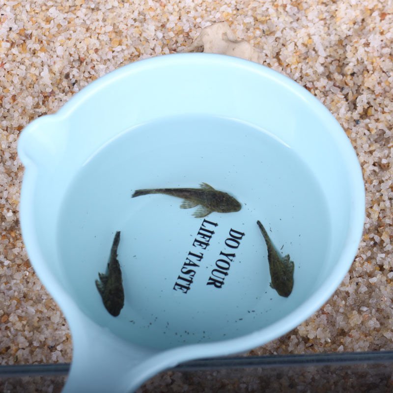 鱼缸清洁工鱼观赏鱼打扫卫生清道夫鱼苗垃圾鱼冷水热带淡水鱼