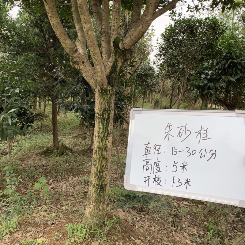 桂花树可批发