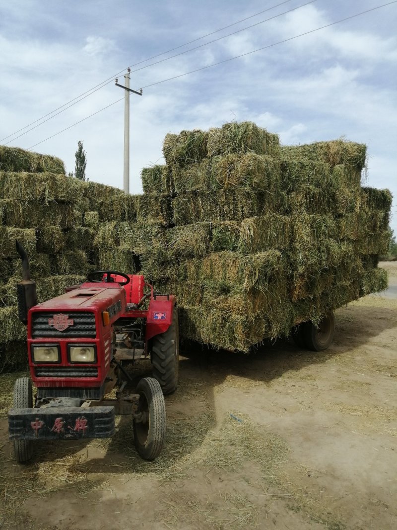 苜蓿草国产优质奶源苜蓿草生产基