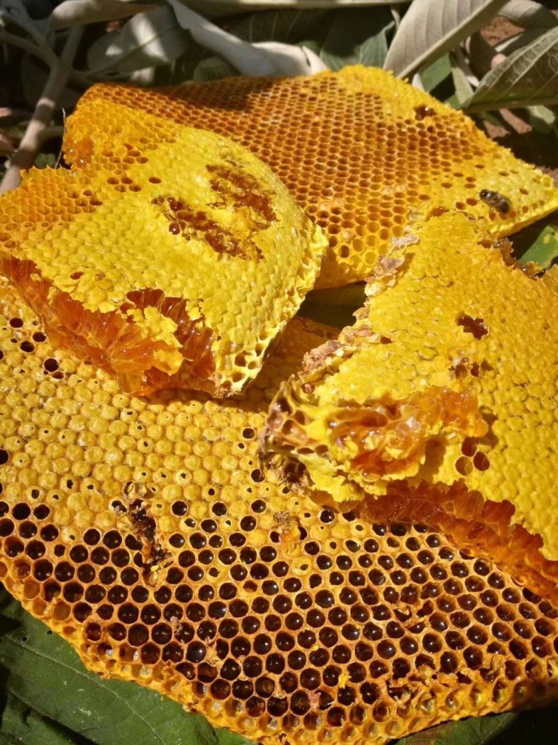 纯野生蜂蜜