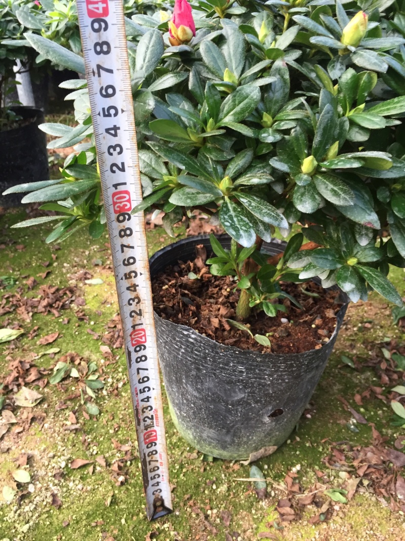 梅红杜鹃240杯盆栽花卉杜鹃四季开花基地直销
