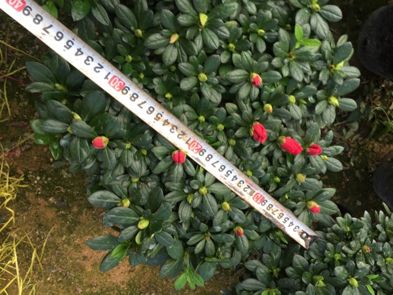 梅红杜鹃240杯盆栽花卉杜鹃四季开花基地直销