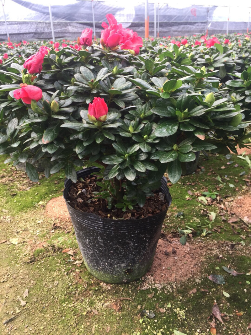 梅红杜鹃240杯盆栽花卉杜鹃四季开花基地直销