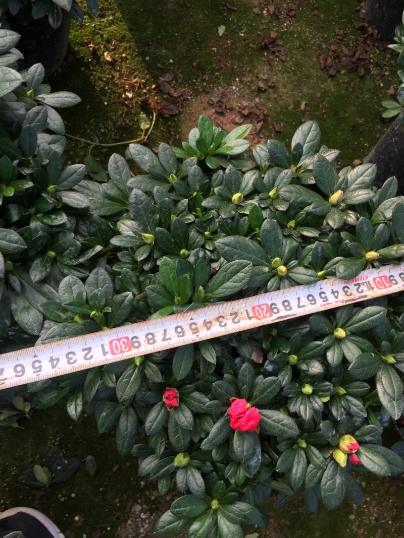 梅红杜鹃240杯盆栽花卉杜鹃四季开花基地直销