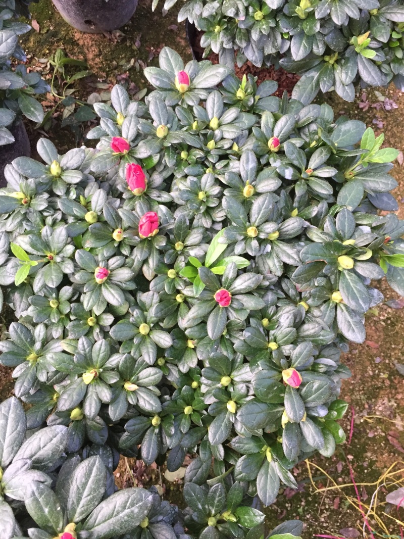 梅红杜鹃240杯盆栽花卉杜鹃四季开花基地直销