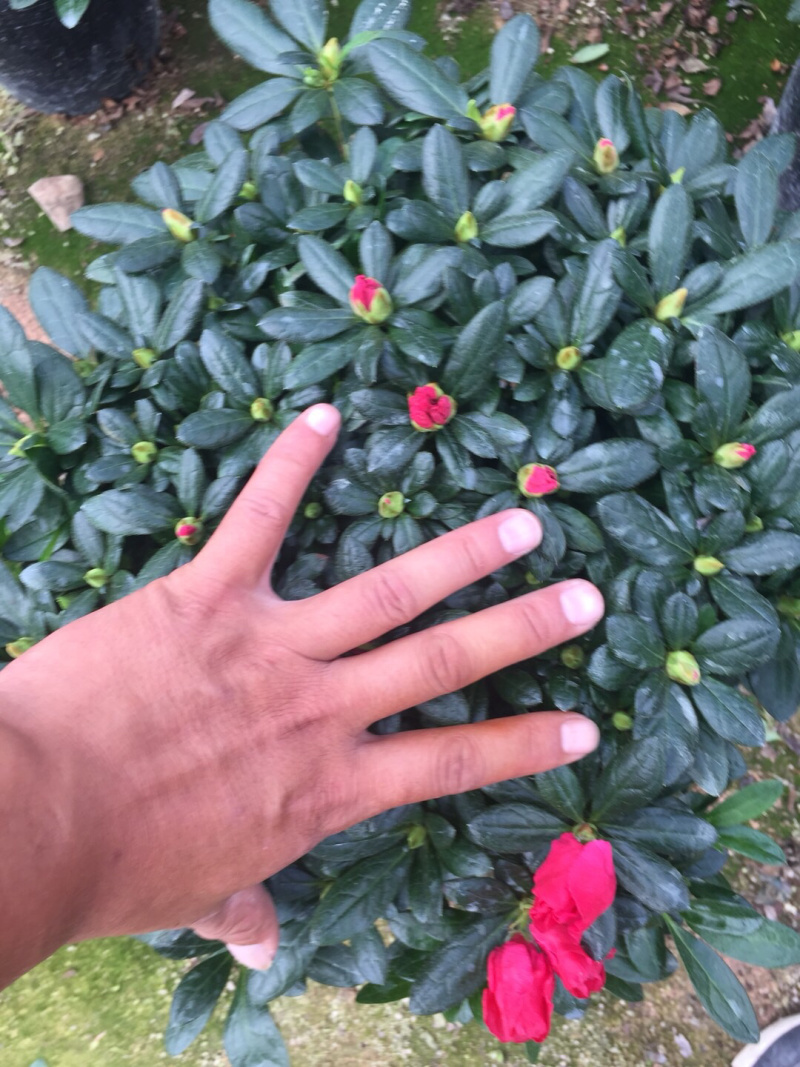 梅红杜鹃240杯盆栽花卉杜鹃四季开花基地直销