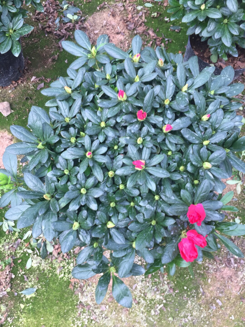 梅红杜鹃240杯盆栽花卉杜鹃四季开花基地直销