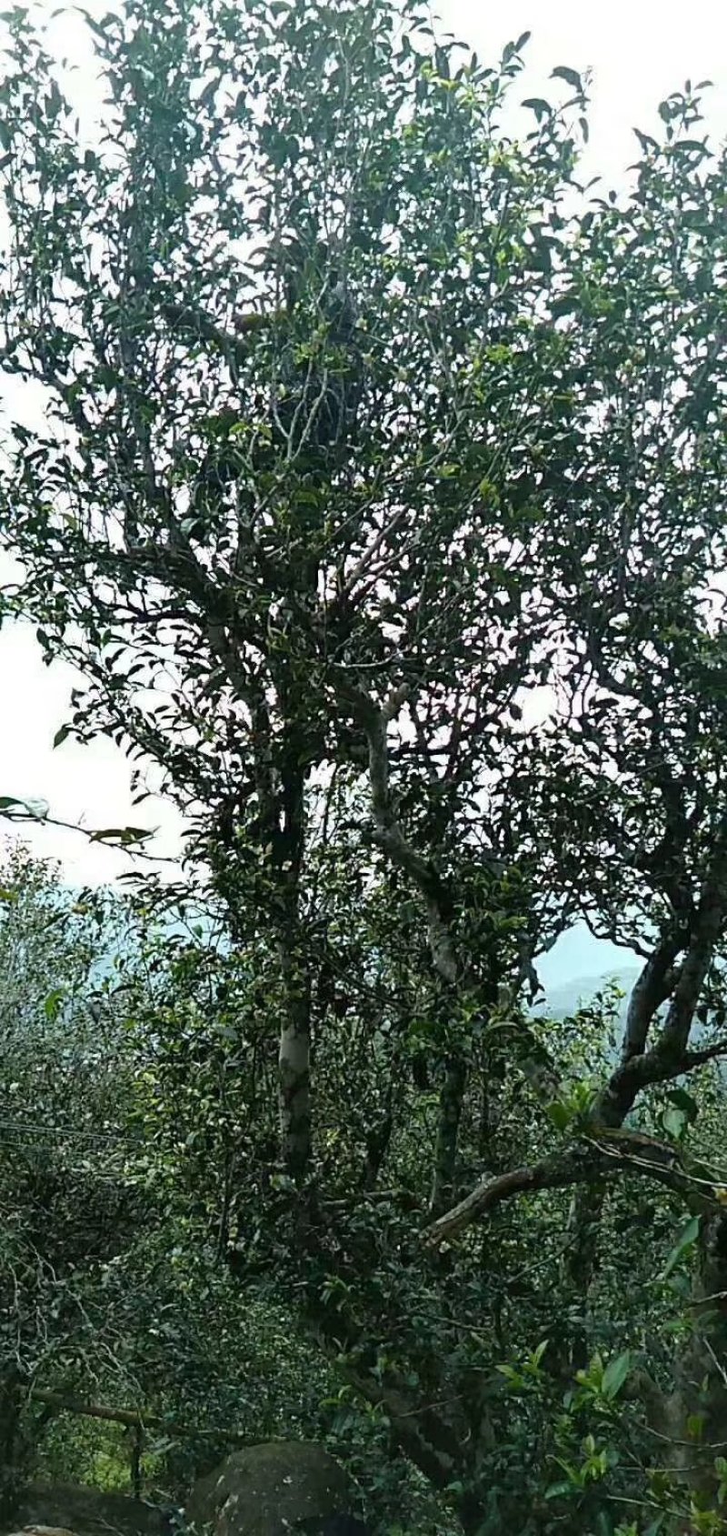 古树红