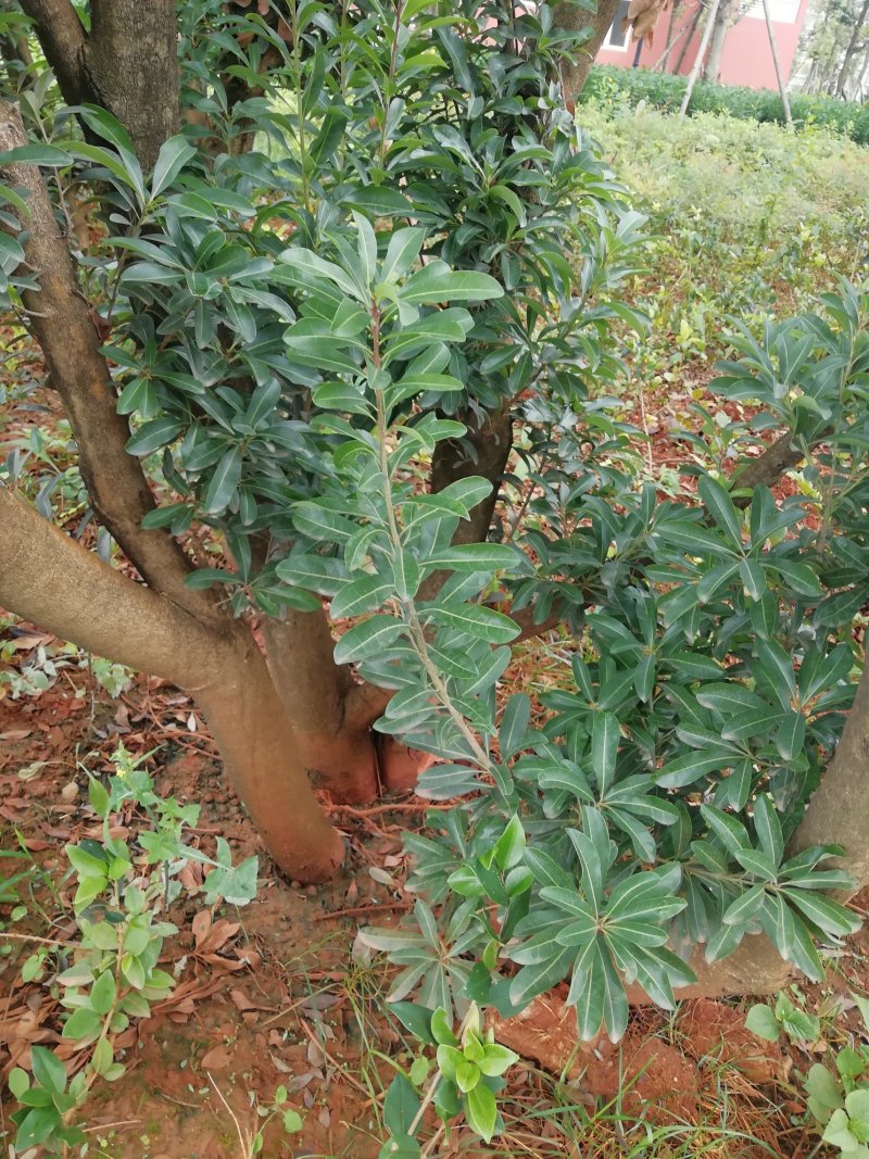 有老板投资种大蒜的吗？