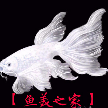 球体，短身，蝴蝶鲤彗星