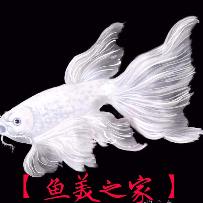 球体，短身，蝴蝶鲤彗星