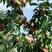 中秋蜜桃已全部成熟，发往全国各地各大批发市场，质量保证，
