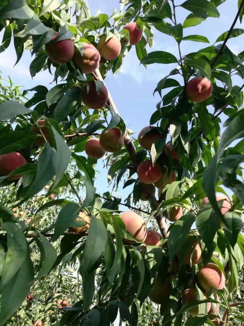 山东秋蜜桃，中秋蜜桃大量现货大量上市代收代发，质量保证，