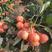 山东省沂蒙山区甜红子山楂大量出售中，可做打浆果，糖葫芦专