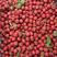 山东省沂蒙山区甜红子山楂大量出售中，可做打浆果，糖葫芦专