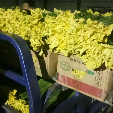 鲜花丝瓜，瓜条直，颜色绿，质量杠杠的，随时欢迎骚扰。