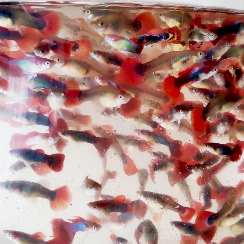 孔雀鱼活体小型观赏鱼热带鱼凤尾鱼胎生鱼下崽鱼繁殖鱼玛丽鱼