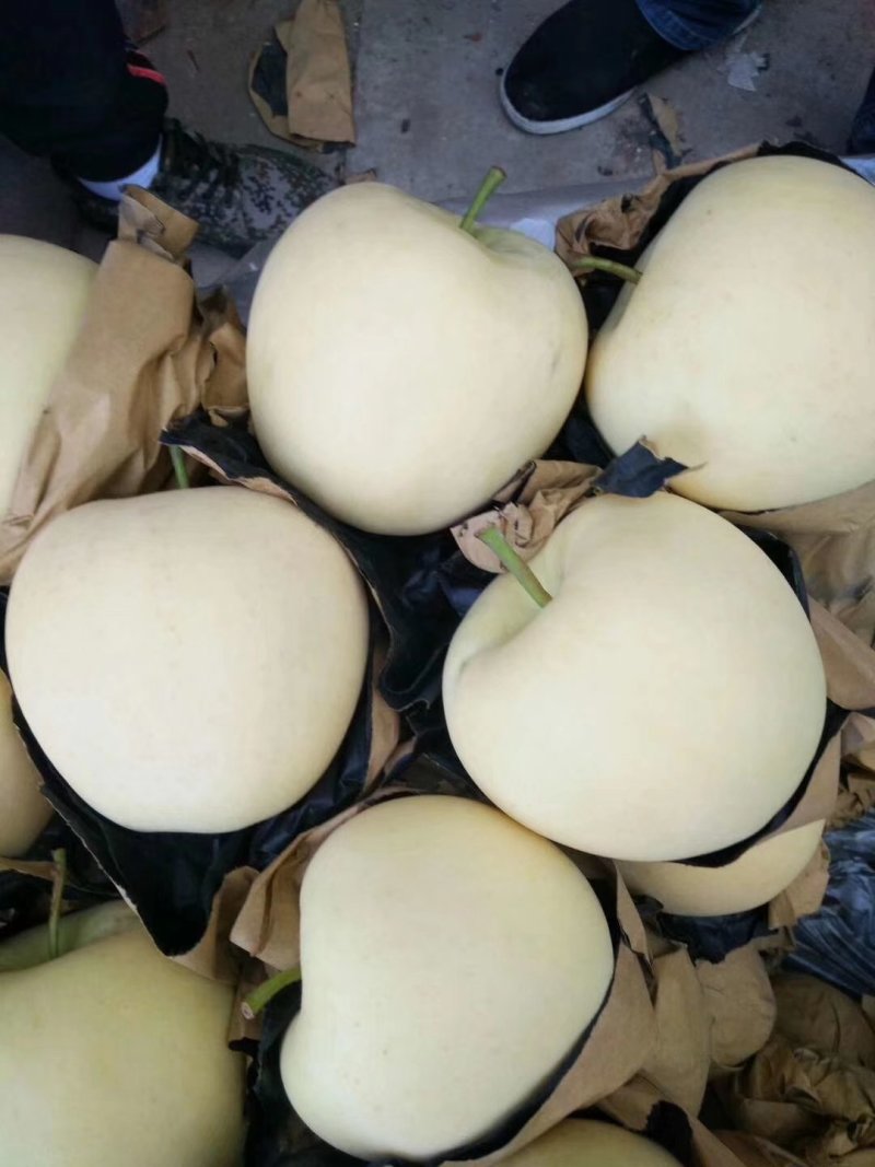 辽宁黄元帅苹果大量开始成熟上市