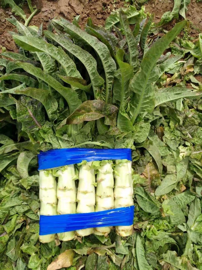 红叶香莴苣莴笋大量上市产地直发，品质保证货源充足