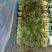 红叶香莴苣莴笋大量上市产地直发，品质保证货源充足