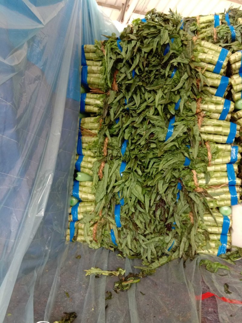 红叶香莴苣莴笋大量上市产地直发，品质保证货源充足