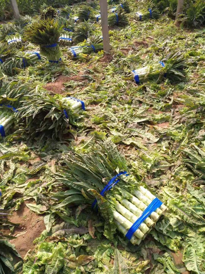 红莴笋红尖叶莴苣产地货源充足价格低质量好！