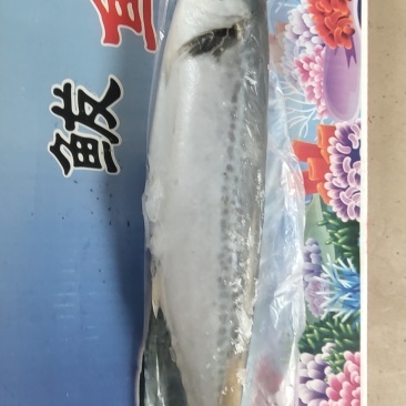 鲅鱼