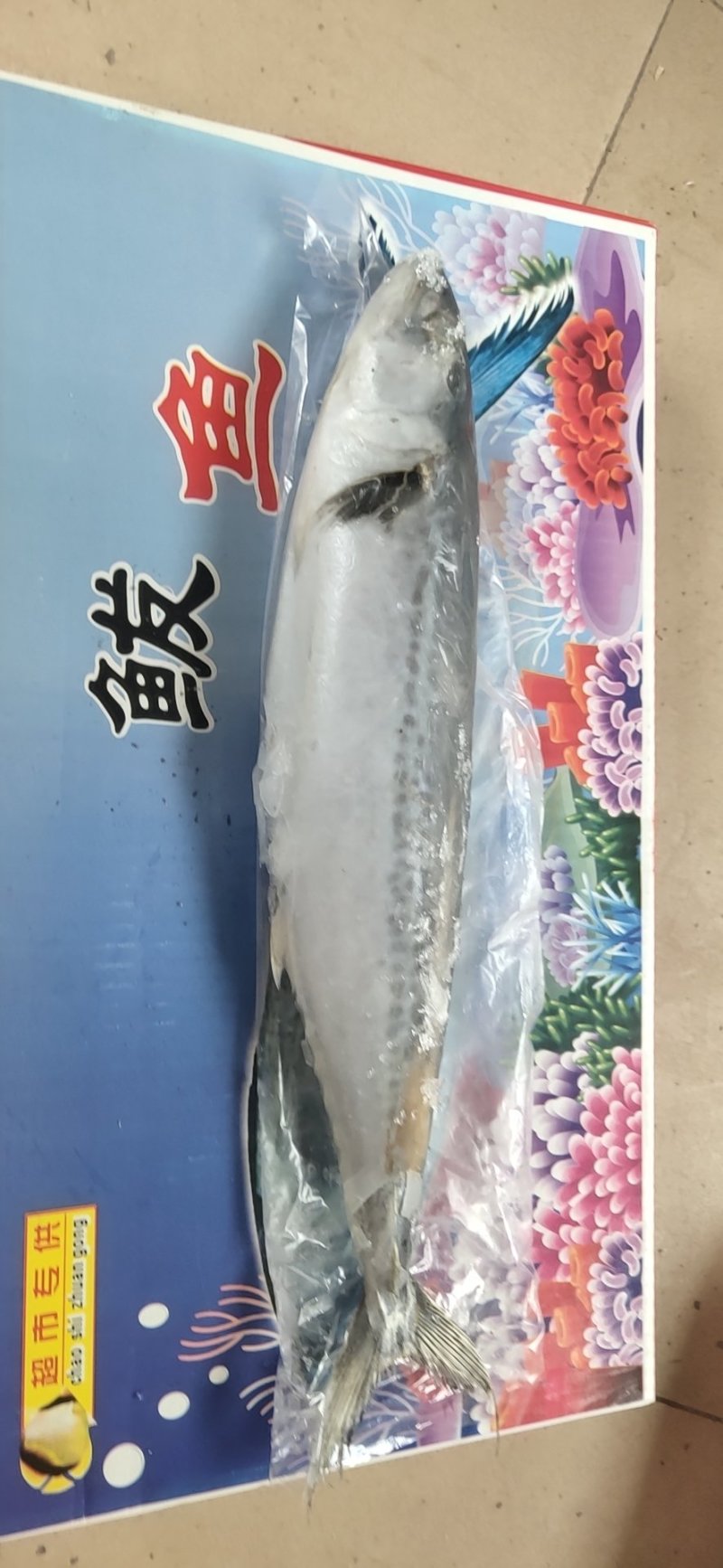 鲅鱼