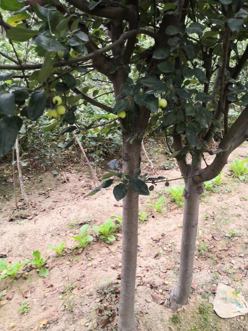3公分西府海棠价格4公分10公15公分公分西府海棠