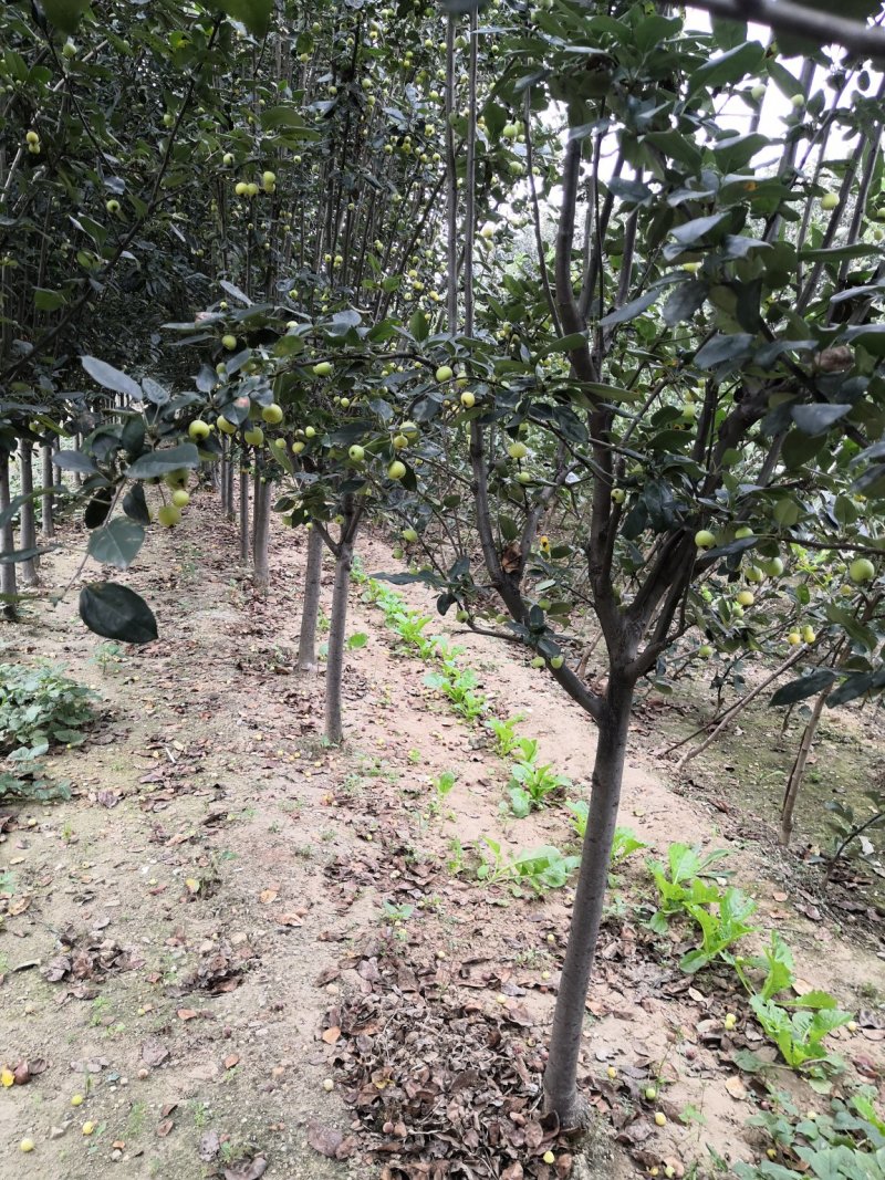 3公分西府海棠价格4公分10公15公分公分西府海棠