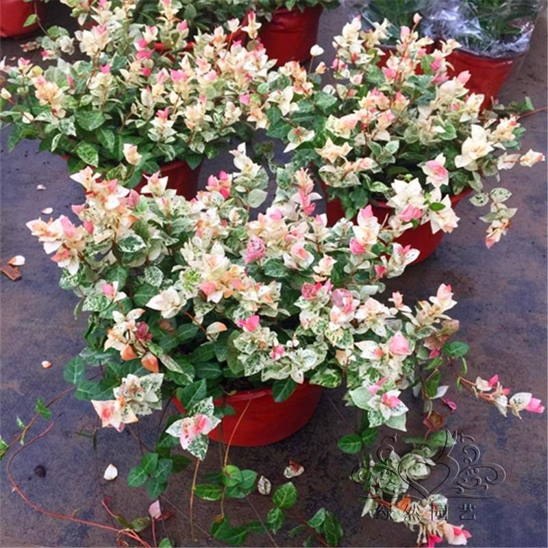 花叶络石花卉盆栽常春藤常青藤蔓黄金洛石吊兰爬藤垂吊吸甲醛