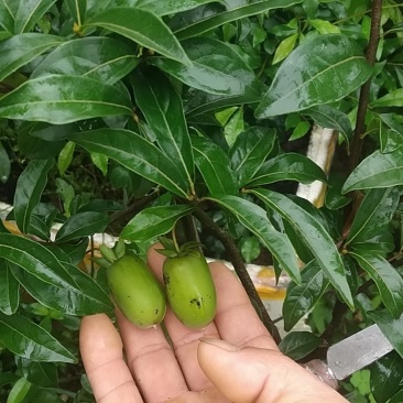 造型景观树