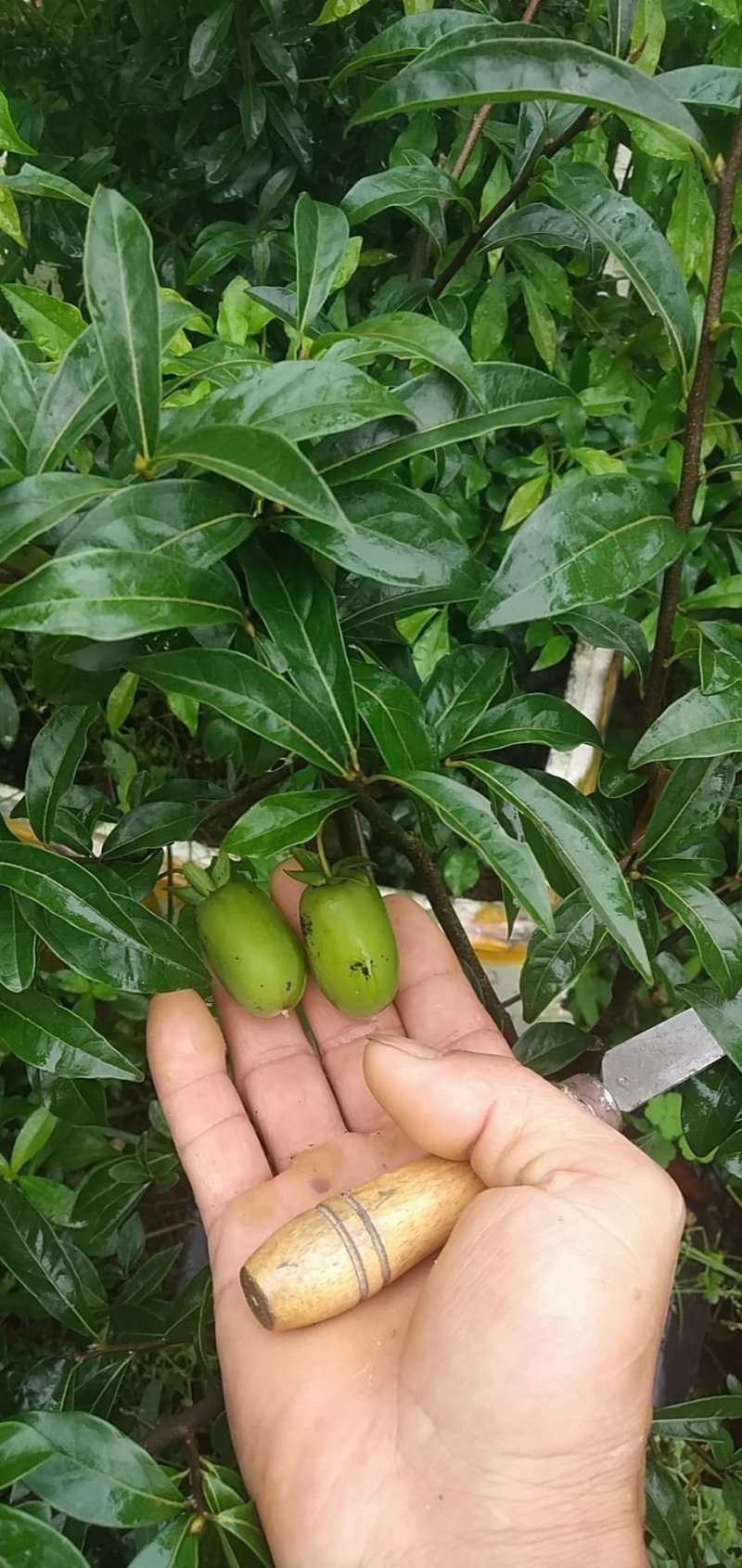 造型景观树