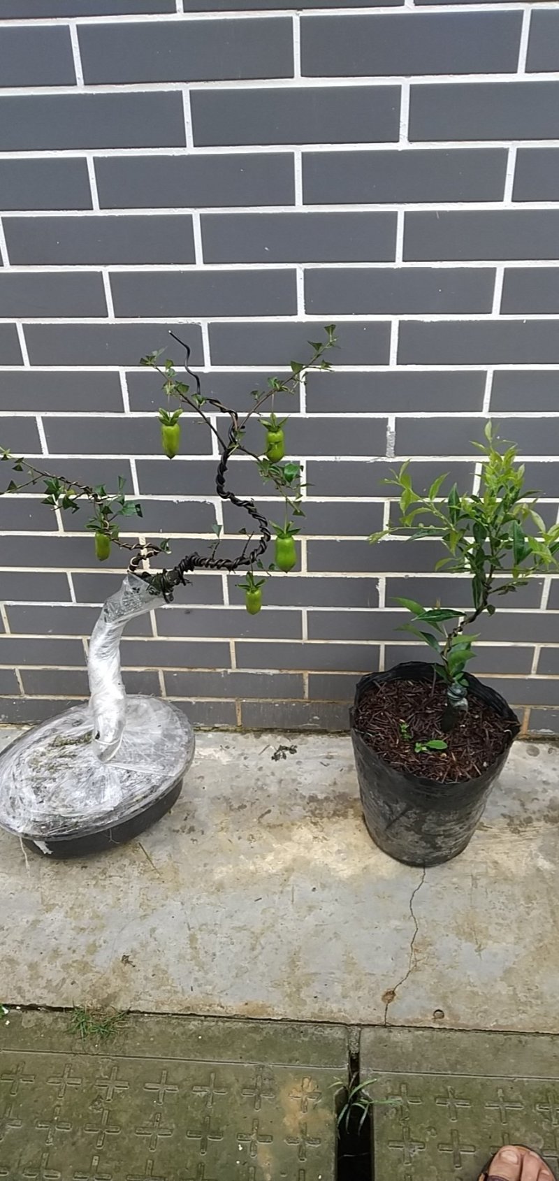 造型景观树