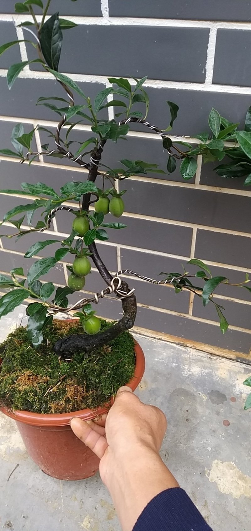 造型景观树
