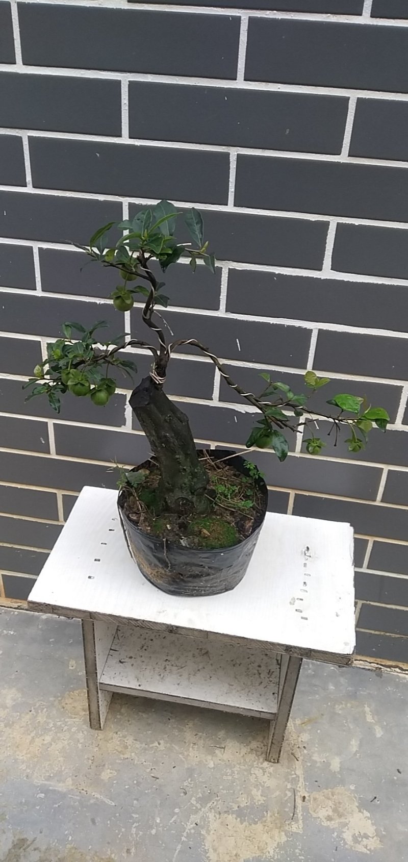 造型景观树