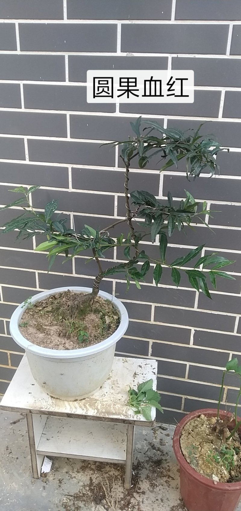 造型景观树
