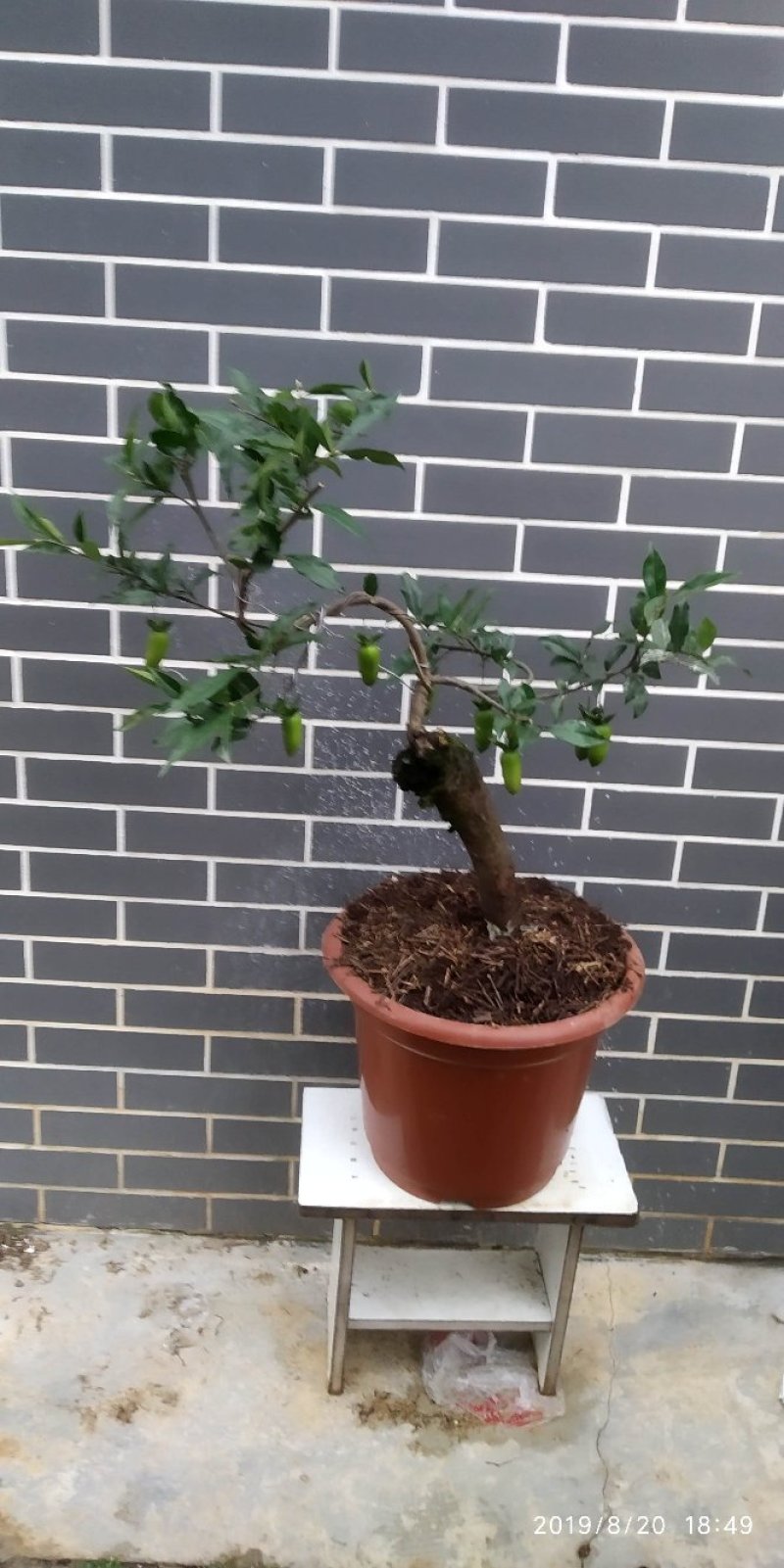 造型景观树