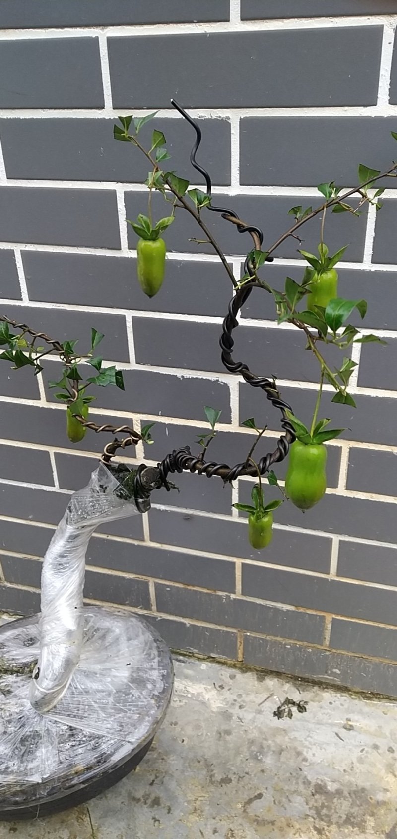 造型景观树