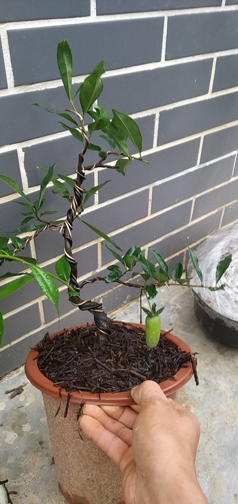 造型景观树