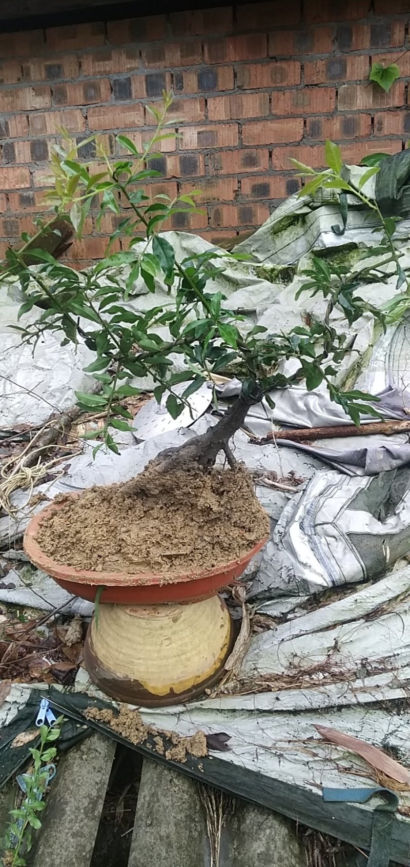 造型景观树