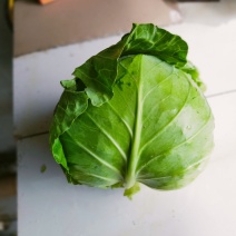 甘蓝