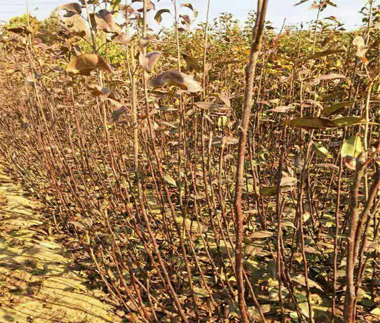 玉露香梨包装与销售渠道展示