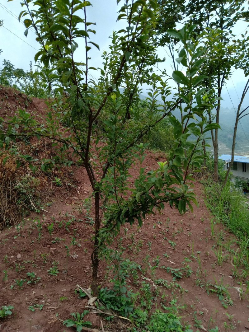 椎李苗，大苗，挂果苗，椎李，果形大，味道甜，含糖量高。