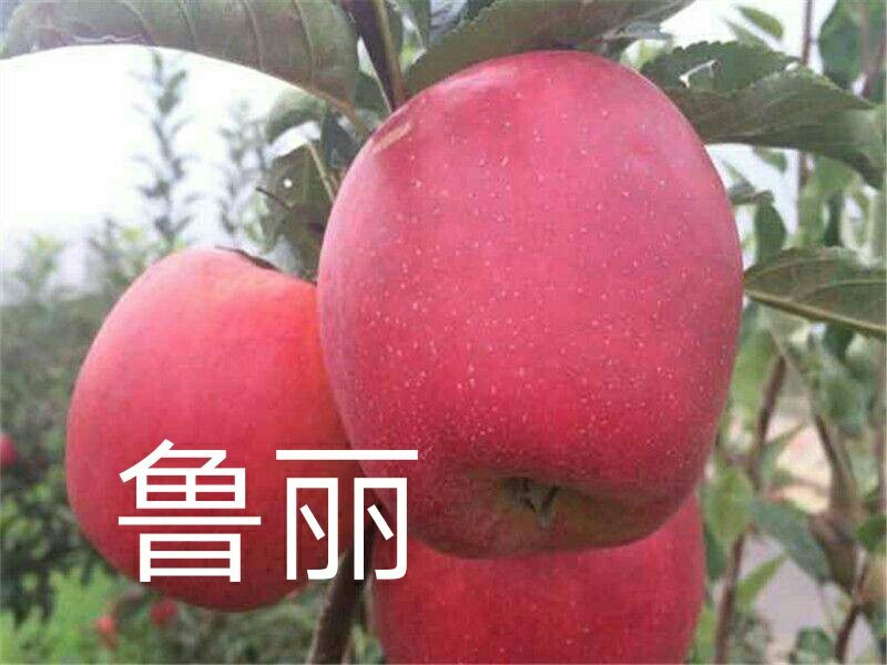 爱妃水蜜桃苹果苗蜜脆秦脆众成三号当年结果死苗补