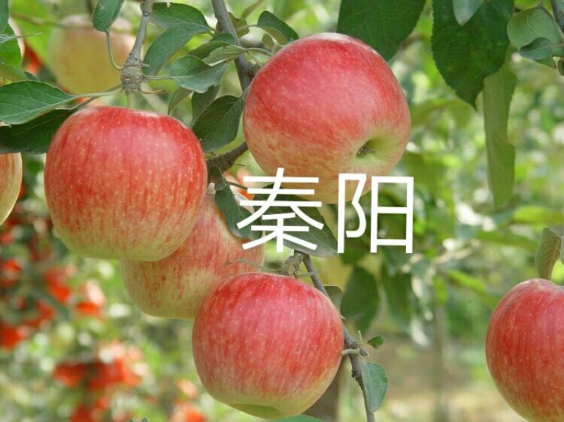 爱妃水蜜桃苹果苗蜜脆秦脆众成三号当年结果死苗补