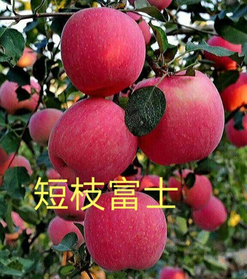 爱妃水蜜桃苹果苗蜜脆秦脆众成三号当年结果死苗补